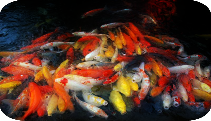 японские рыбки